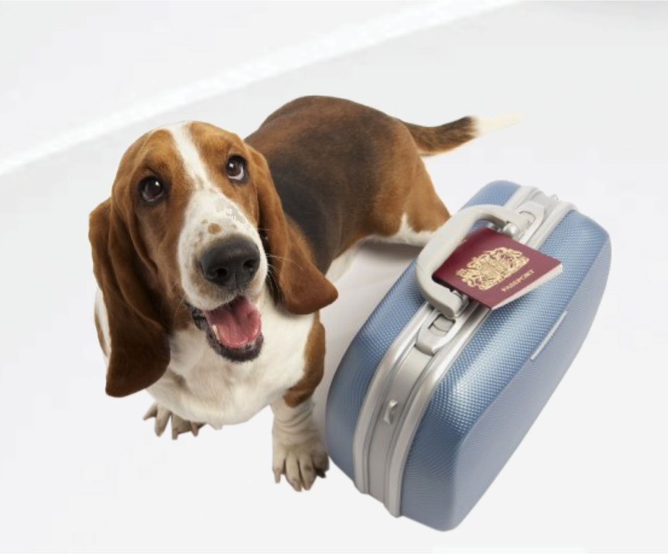 Pet friendly – Regulamento